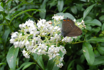 SATYRIUM ILICIS