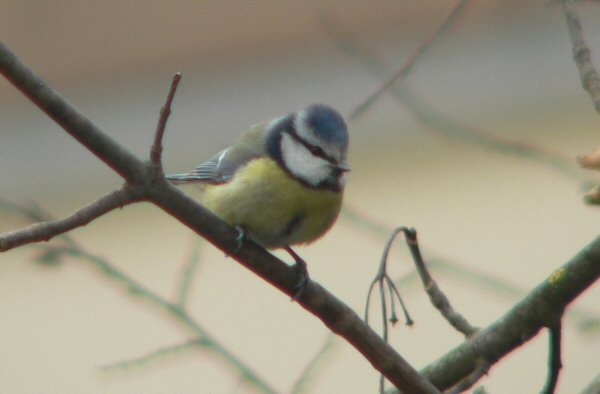 cinciarella