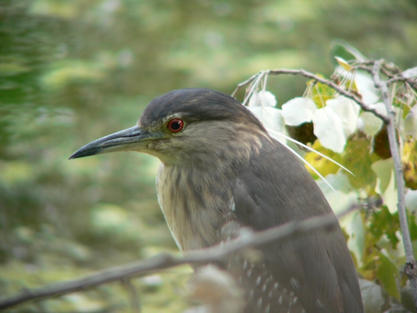 NITTICORA ALLA BULA