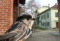 codibugnolo