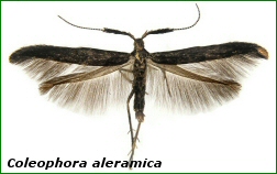 COLEOPHORA ALERAMICA